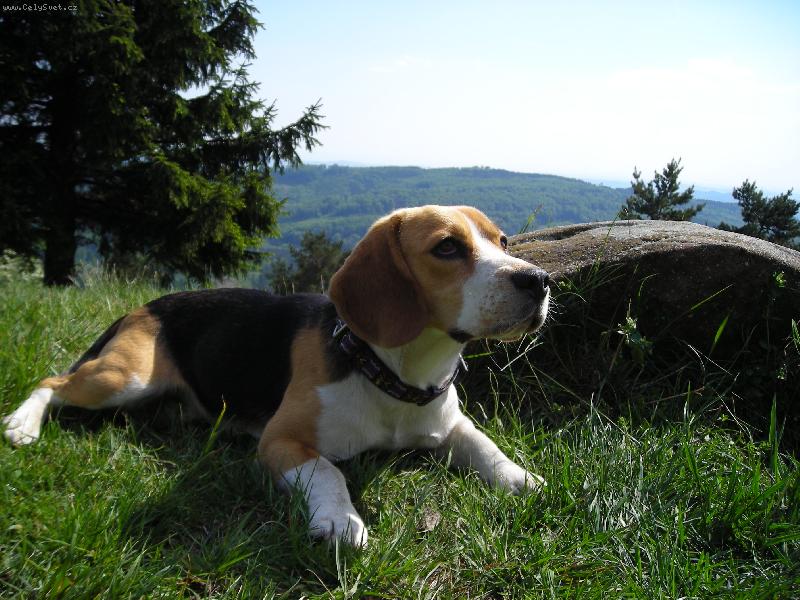 Foto: Indy II